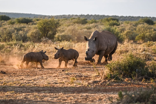 To Save Rhinos, Conservationists Are Removing Their Horns