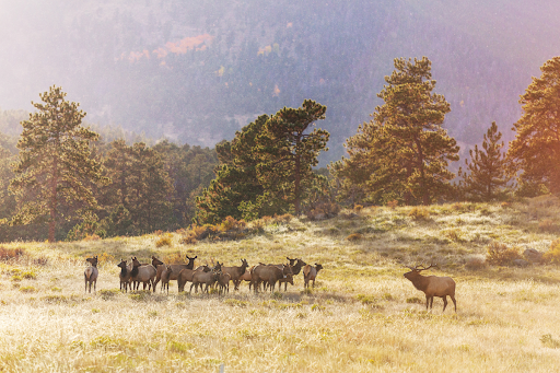 The West’s Big Game Migrations Are Finally Being Mapped