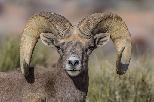 The Return of Desert Bighorn