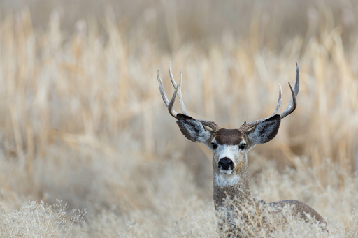 Oregon Is Rethinking Mule Deer Management