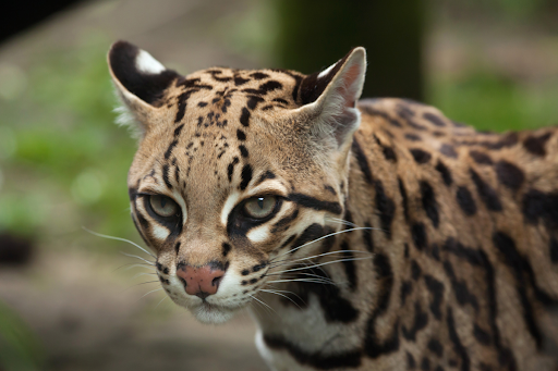Can a New Texas Facility Help Save the Ocelot?