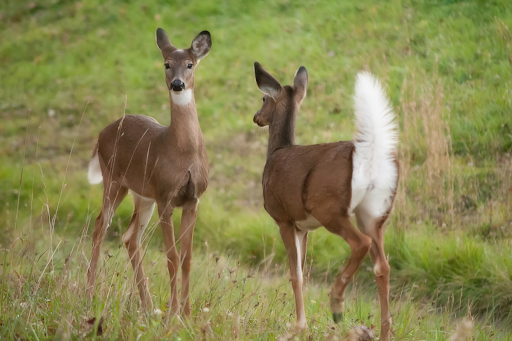 Can Sustainable Wildlife Harvest Help Conservation?