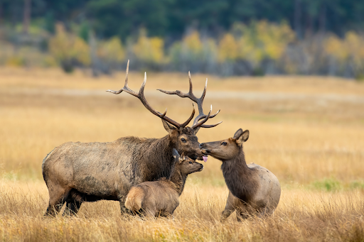 Elk Are Migrating Earlier in Wyoming