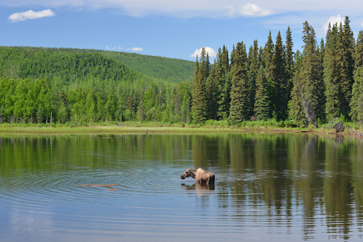 Moose Recovery Along Alaska’s Lower Yukon