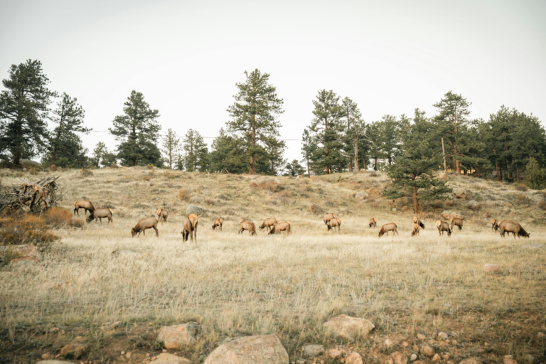 Wild Game Provides More Than 1.3 Billion Meals Annually in the United States