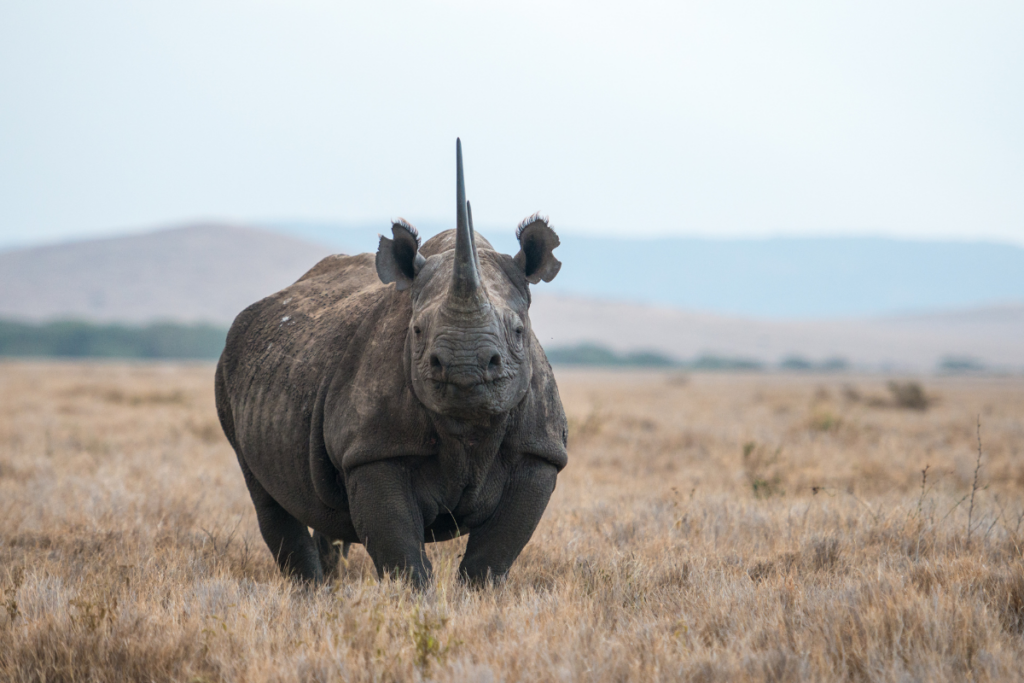 Black Rhinos
