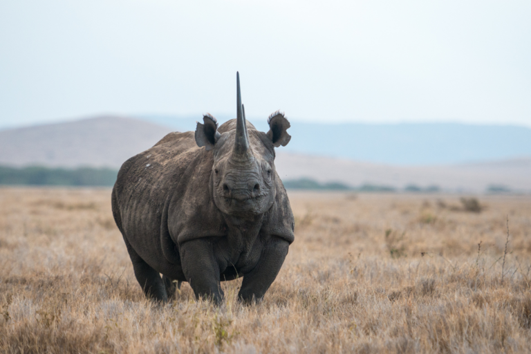 How Black Rhinos Returned to a Landscape That Lost Them 50 Years Ago
