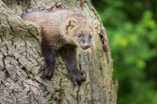 Connecticut’s Fishers: Established, Elusive and Unevenly Distributed