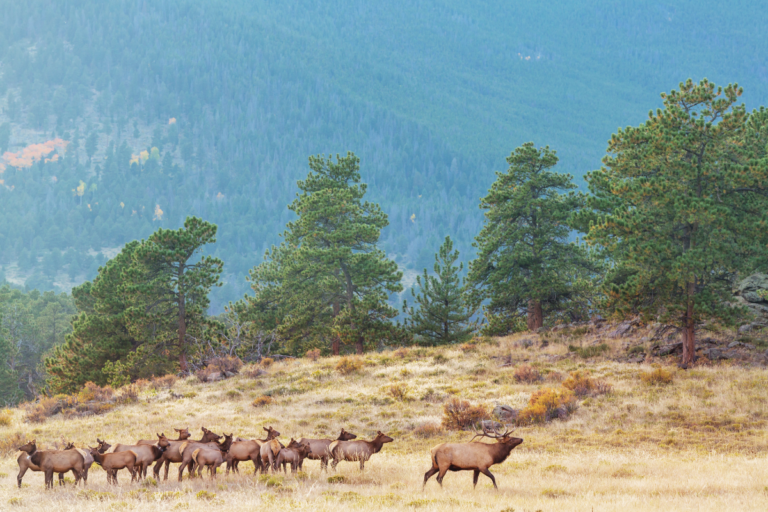Utah Adjusts Elk Management as Drought Persists