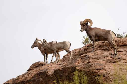 How One Texas Ranch Donation Helped Restore Desert Bighorn Sheep