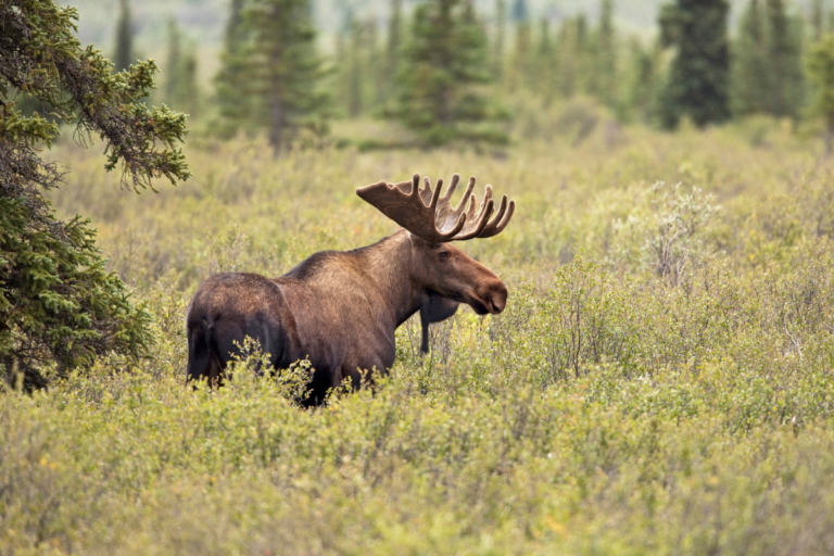 A 1,000-Pound Swimmer: Five Remarkable Facts About Minnesota’s Moose