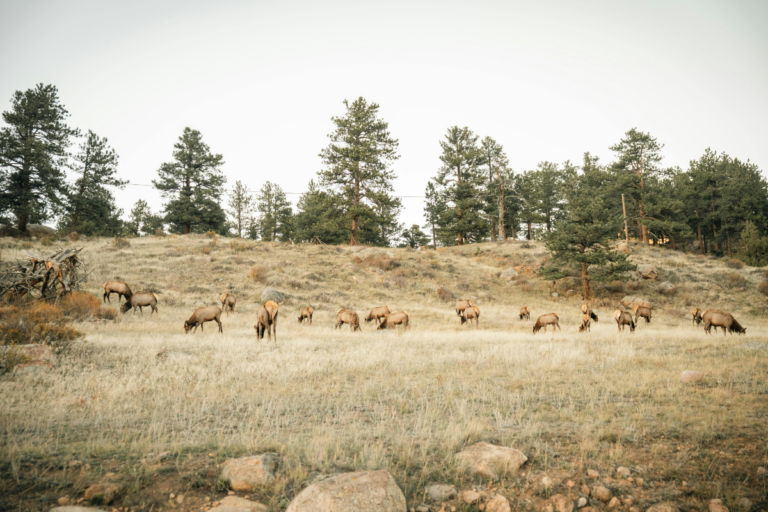 What Is Wild Game – and Why Do Americans Eat So Much of It?